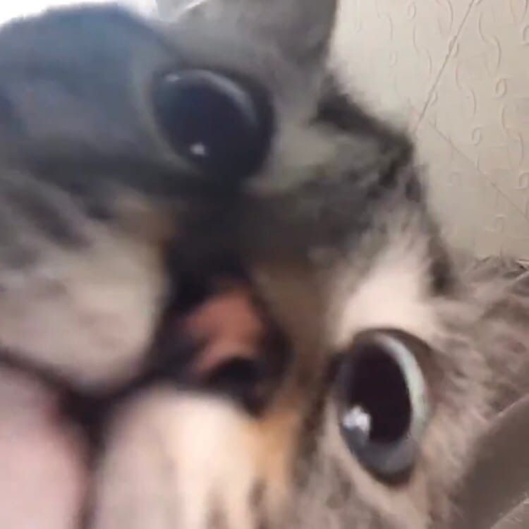 haaku_