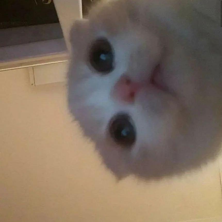 suni avatar