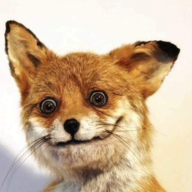NaiveFox avatar