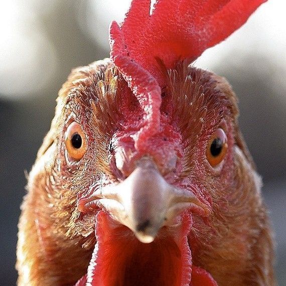 cocktober