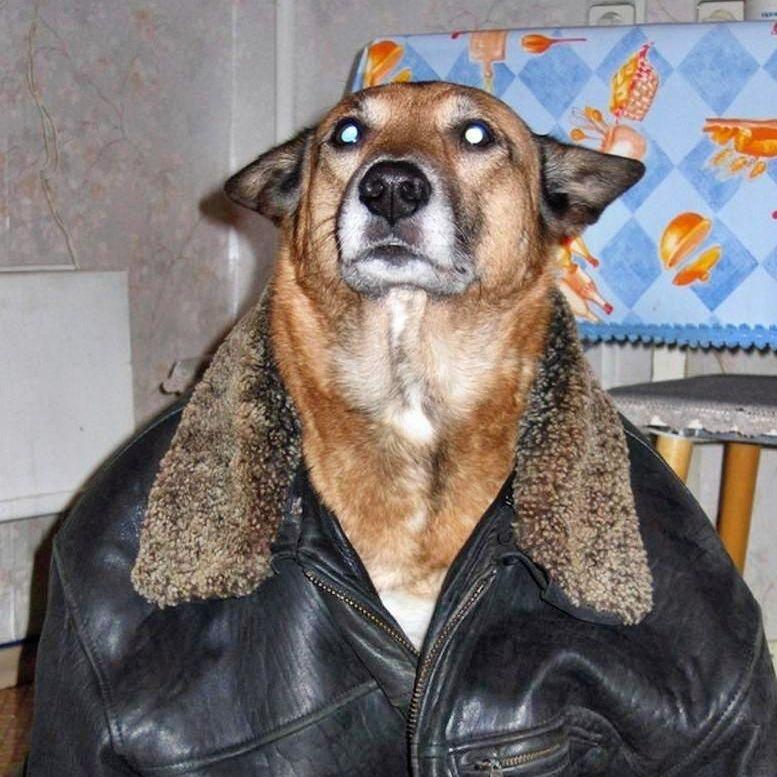 PANIKINET avatar