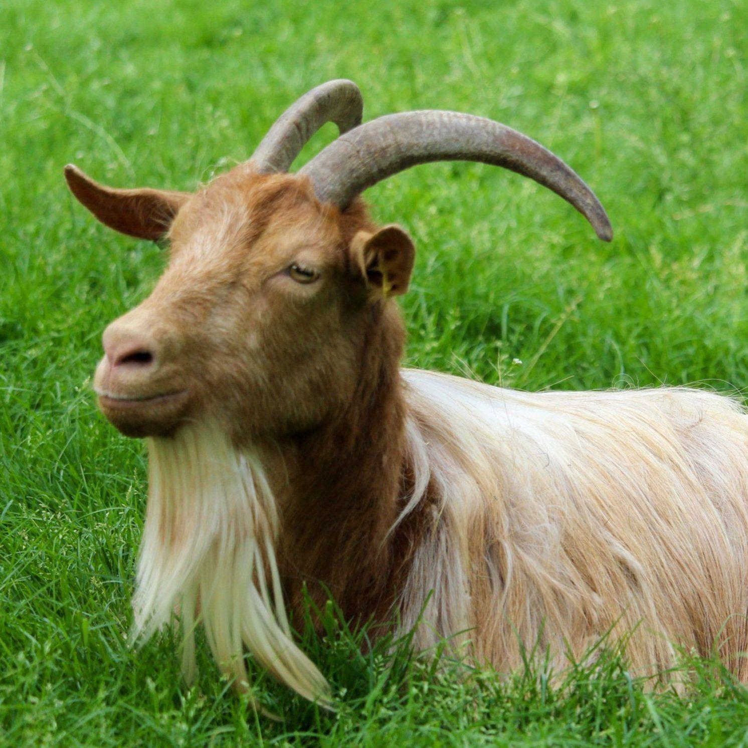 geelis avatar