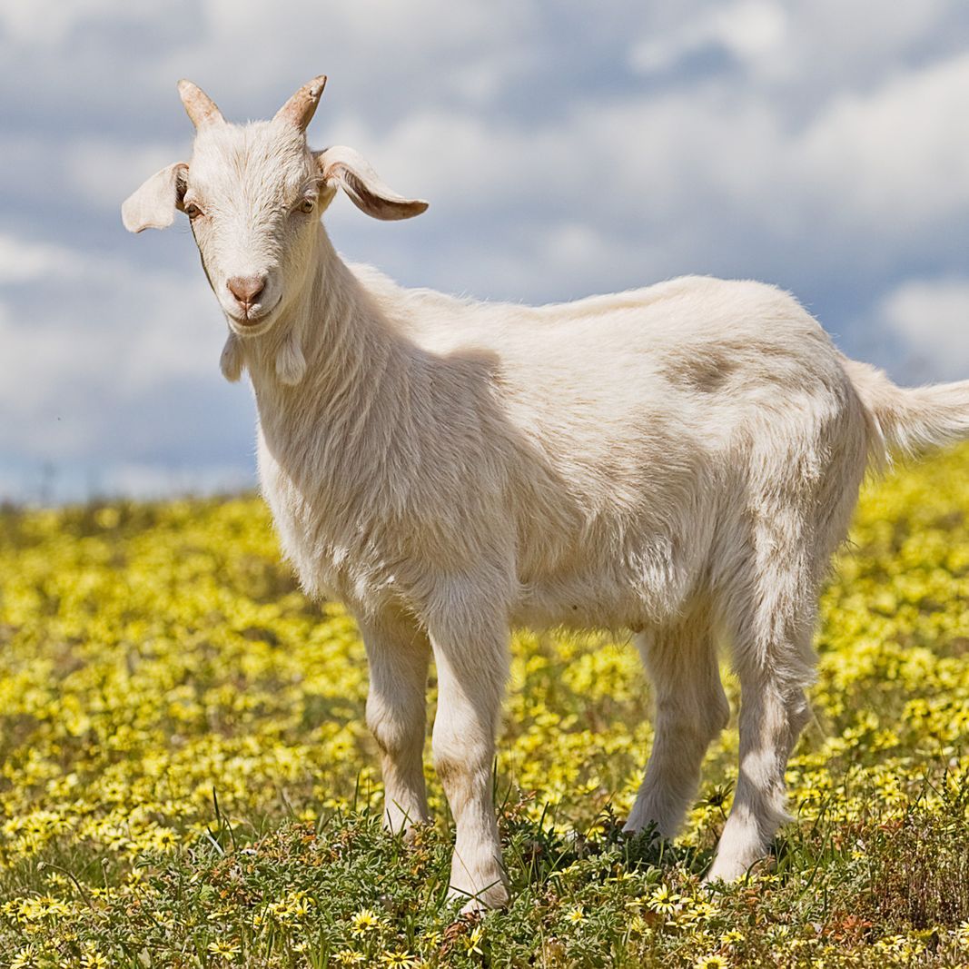 TheLilGoatAK