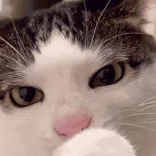 Soerae avatar