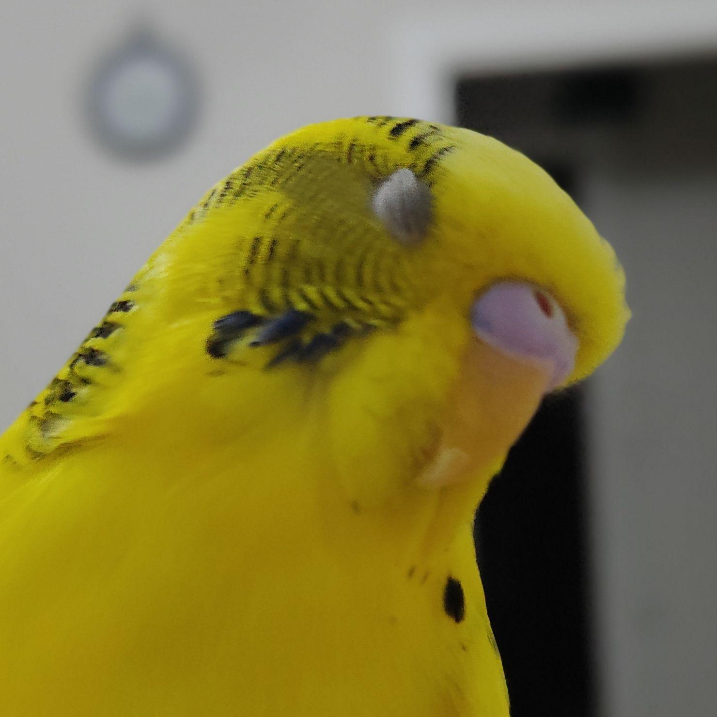 seli1m