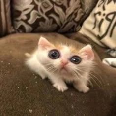 zeyuu