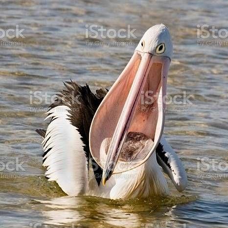pelicanos avatar