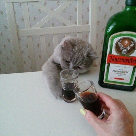 Sozvezdie