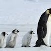 Penguin628