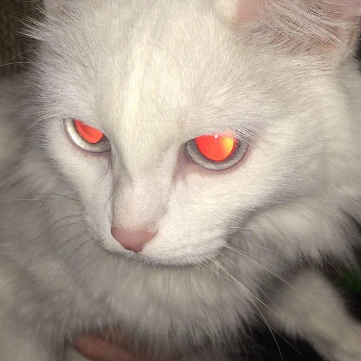 nitsameow avatar