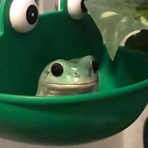 Frog--- avatar