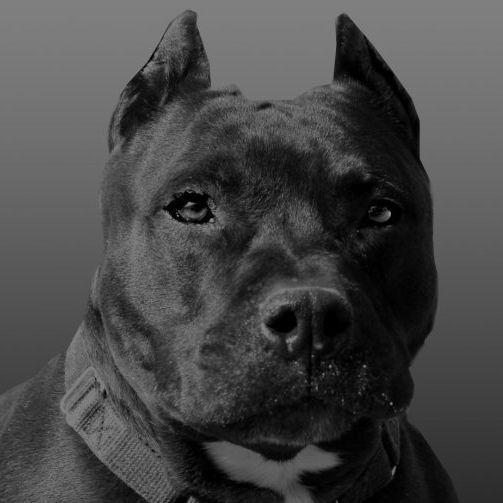 Wallevalnod avatar