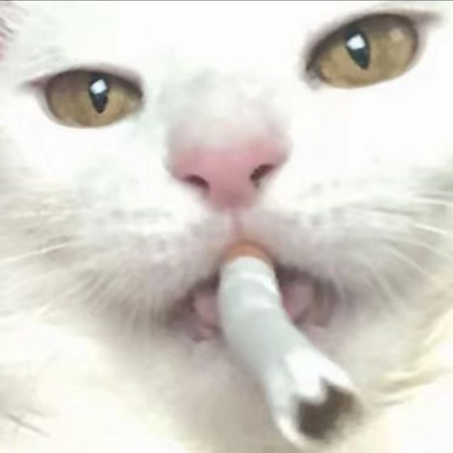 Floppa228
