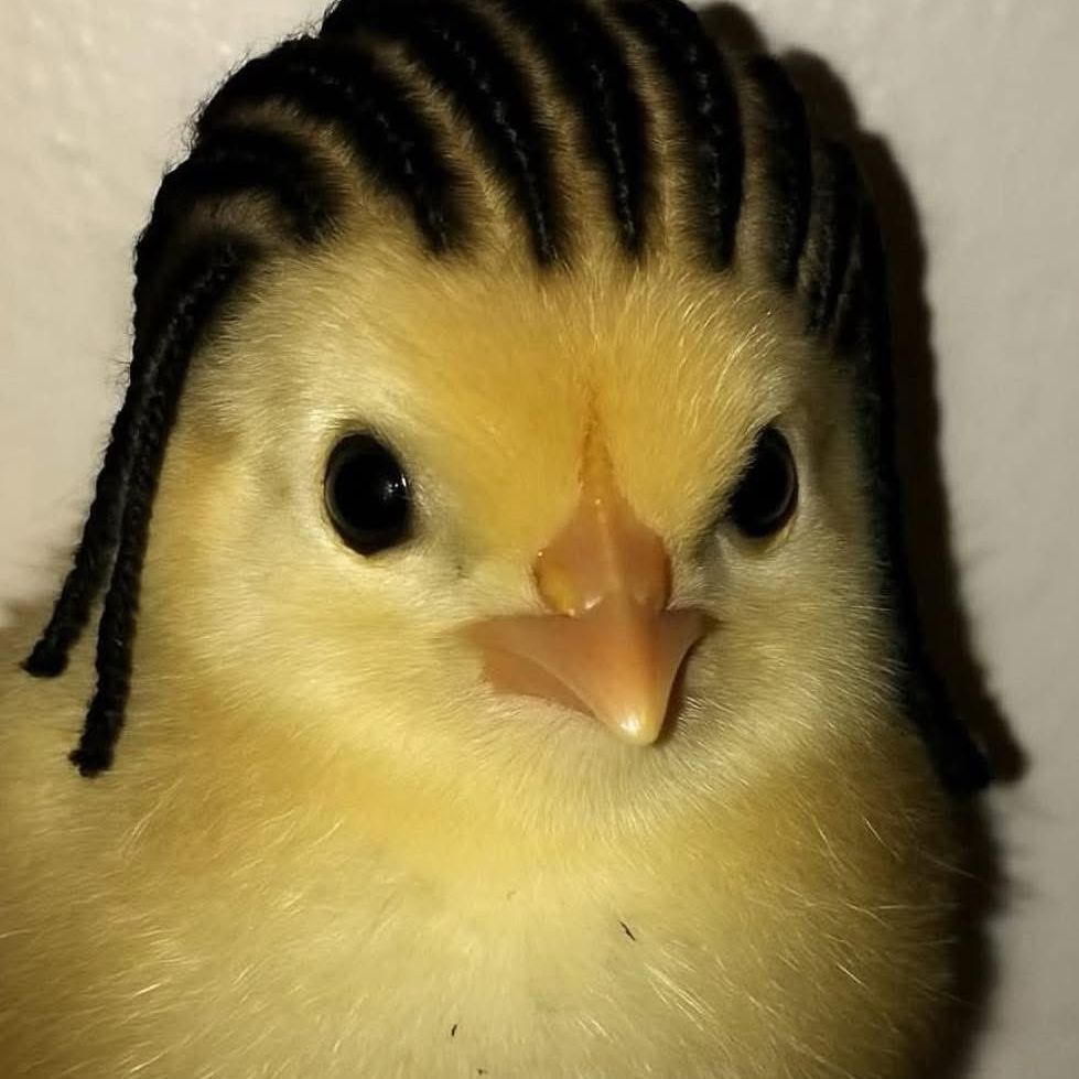 jitterbugged