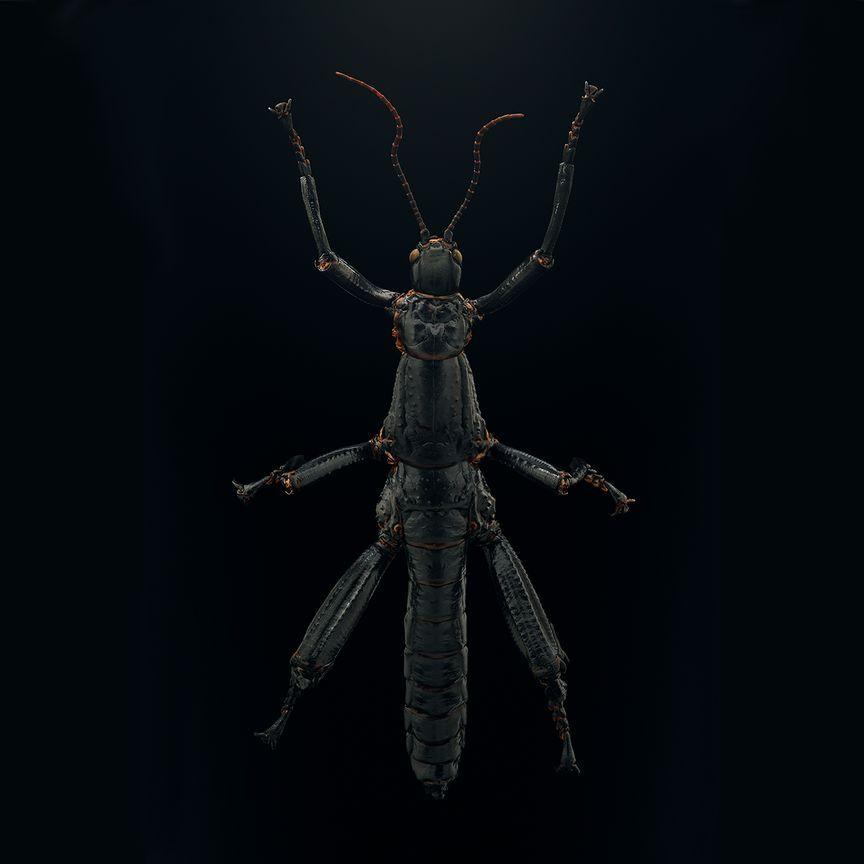 Player Insect0 avatar