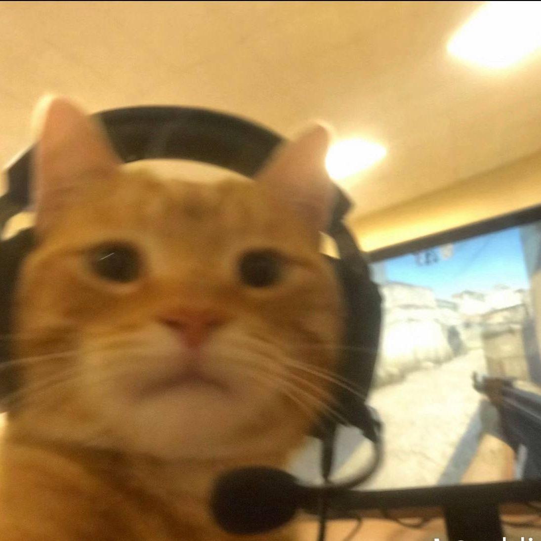 ffr0g1 avatar