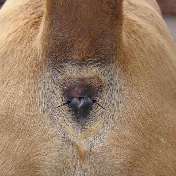 sobachi_anus
