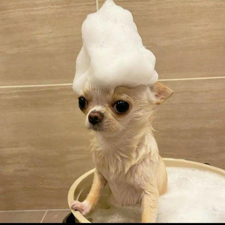 CHIWAWA6969w avatar