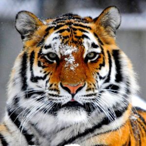 bro2305 FACEIT avatar