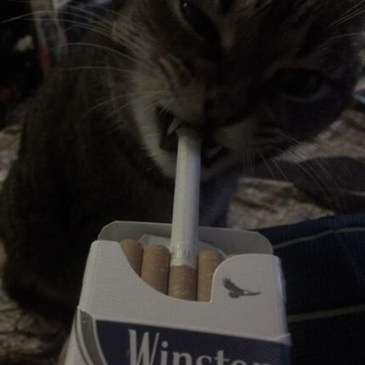 inputik_666