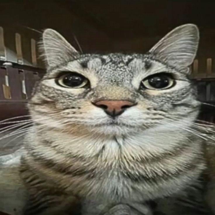 sheeikil avatar