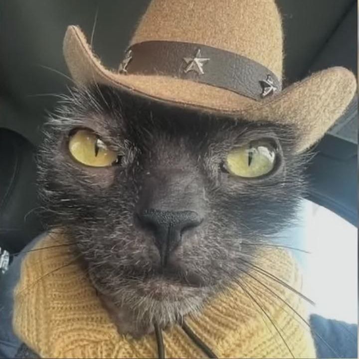 i_kavasa
