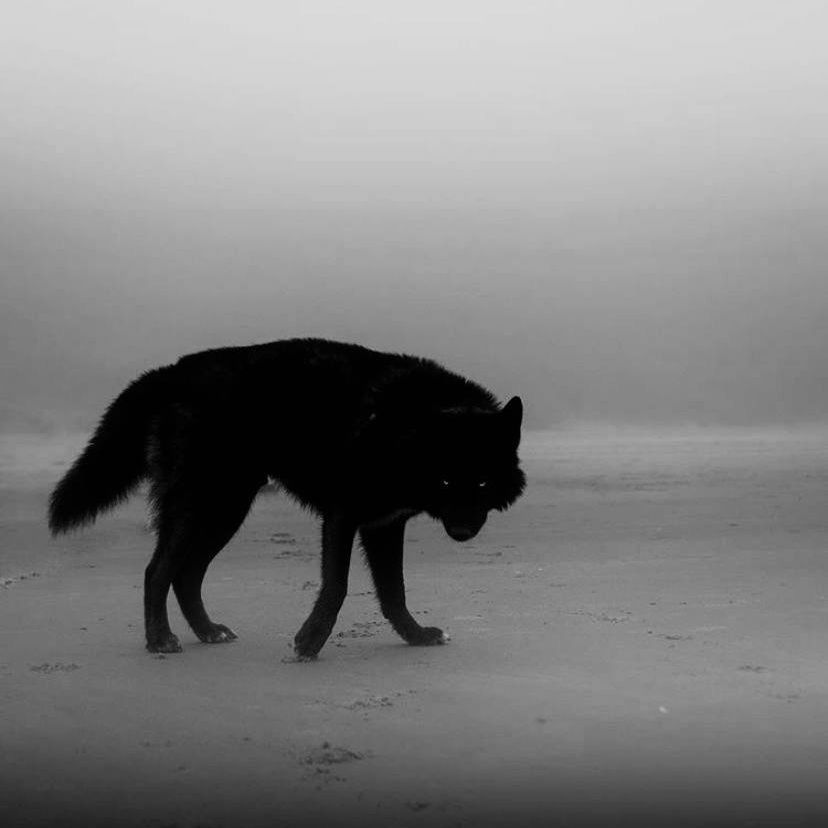 team_wolfinho