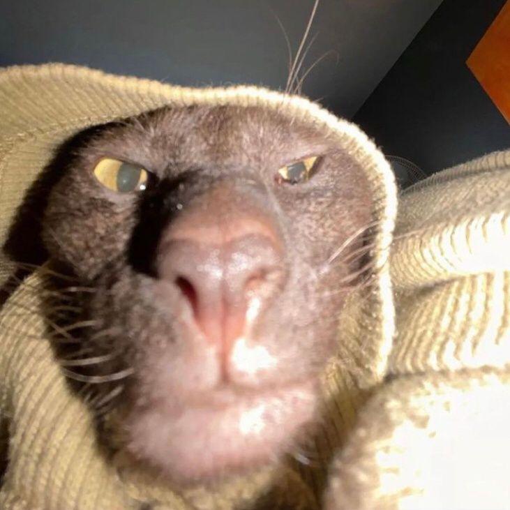 halapenjo
