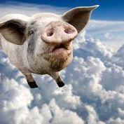 ajoyfulpig avatar