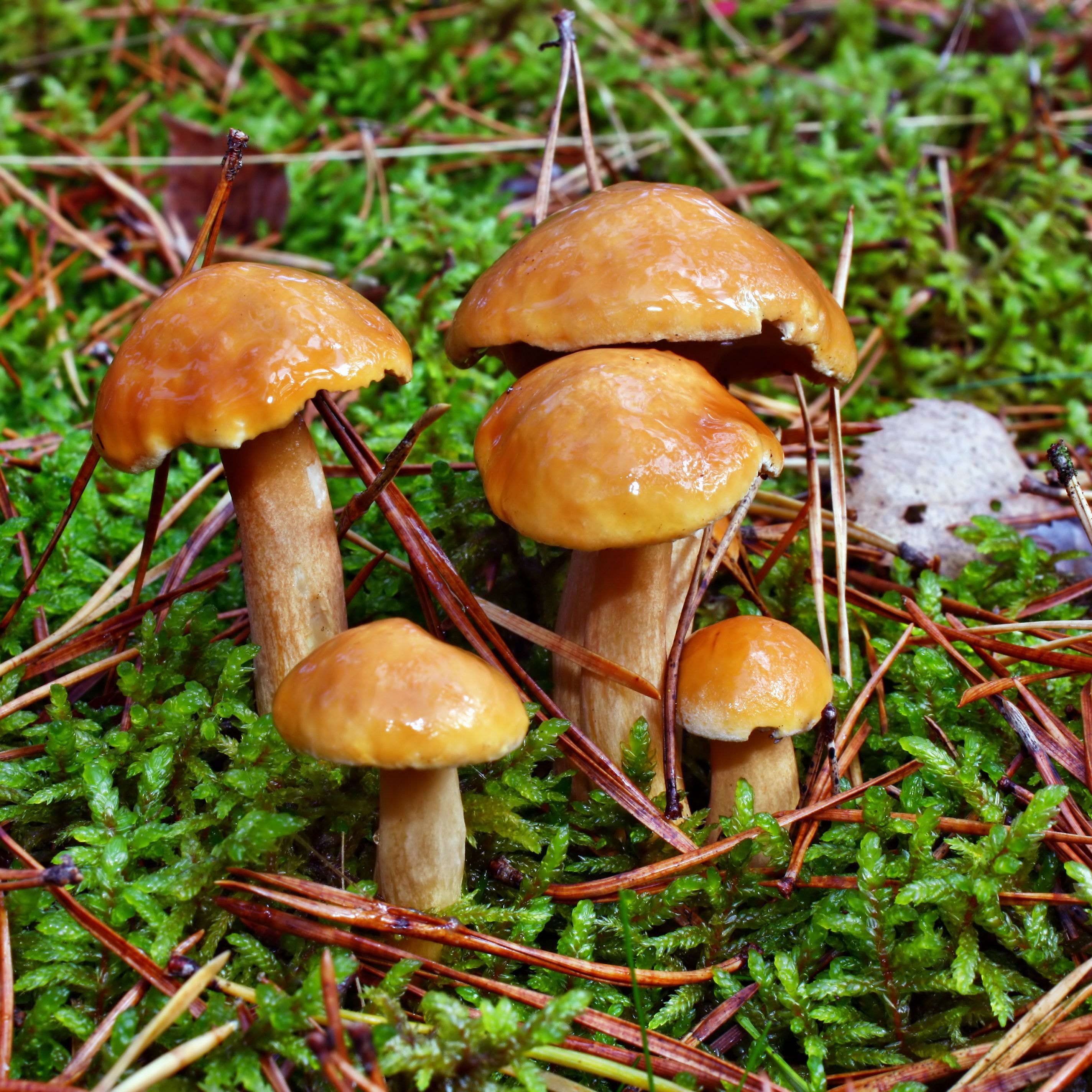 Butterpilze