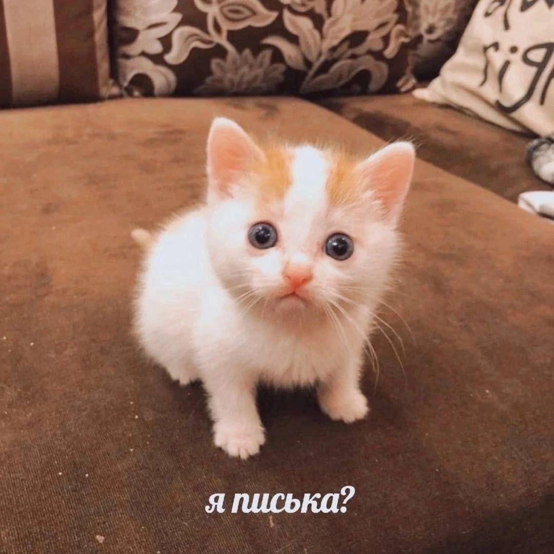 kacatkaq avatar
