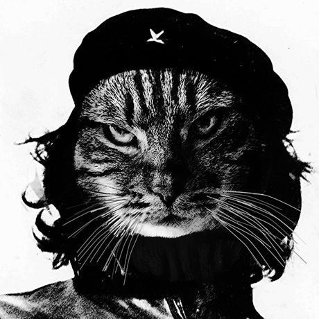Miooevara