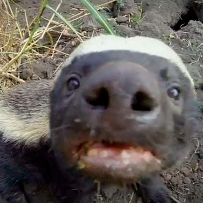 HqneyBadger avatar