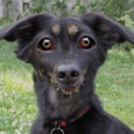BOG_PENISOV avatar