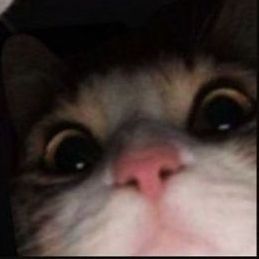 WAFMEOW