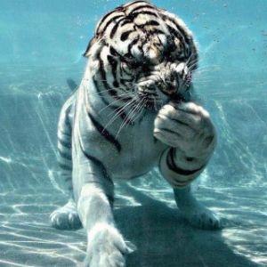 LifesTaker77 avatar