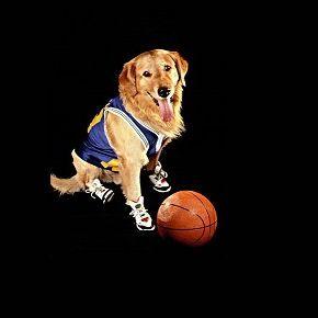 airbud1g avatar