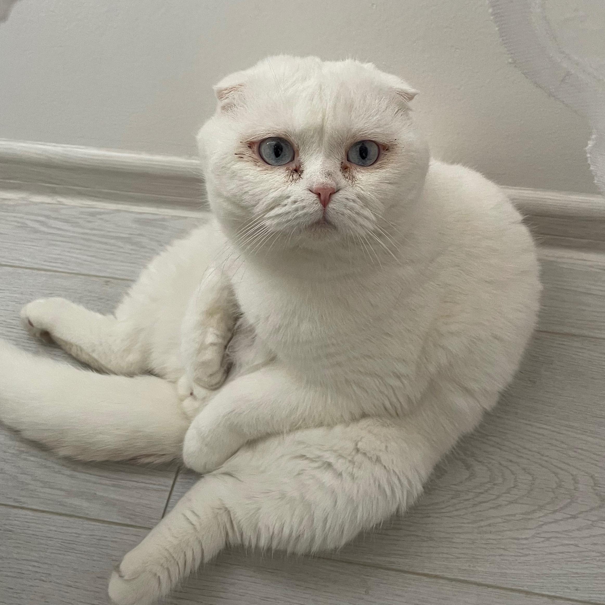 medjik1 avatar
