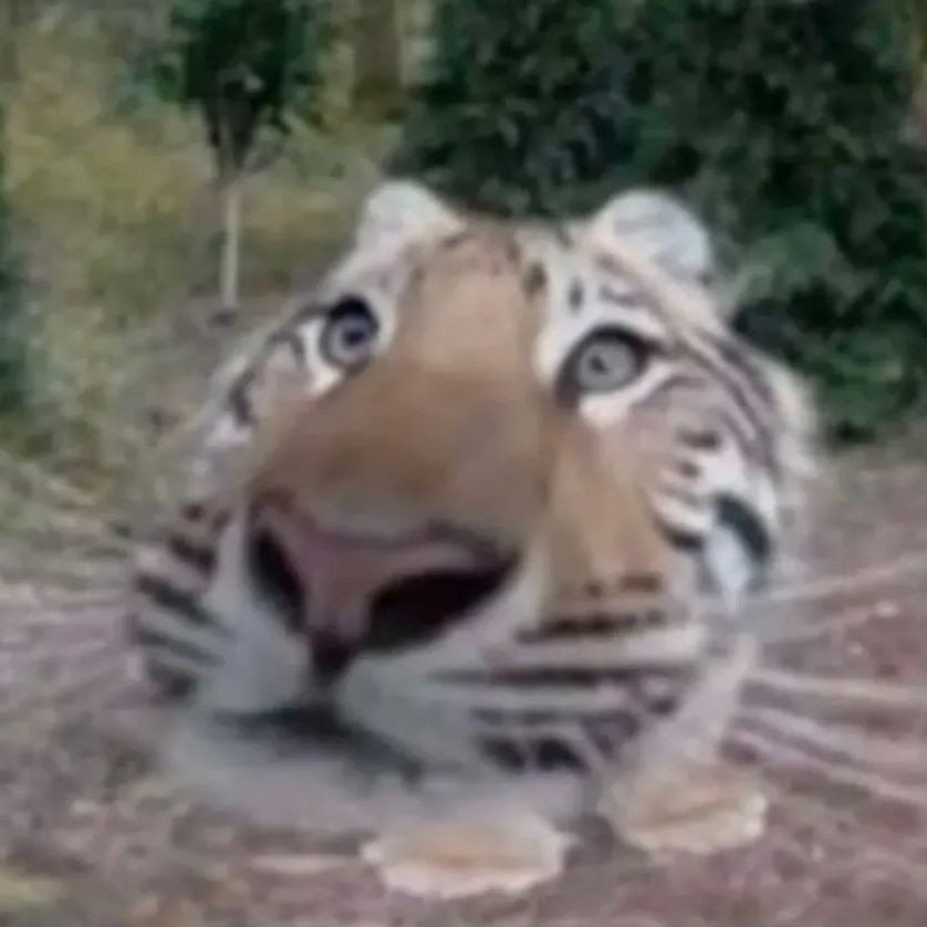 premklng