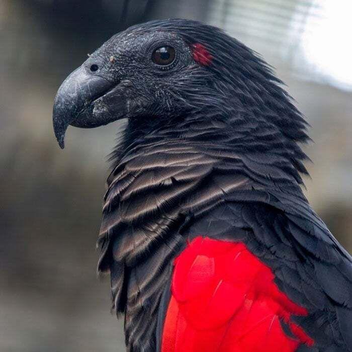 Ankula avatar