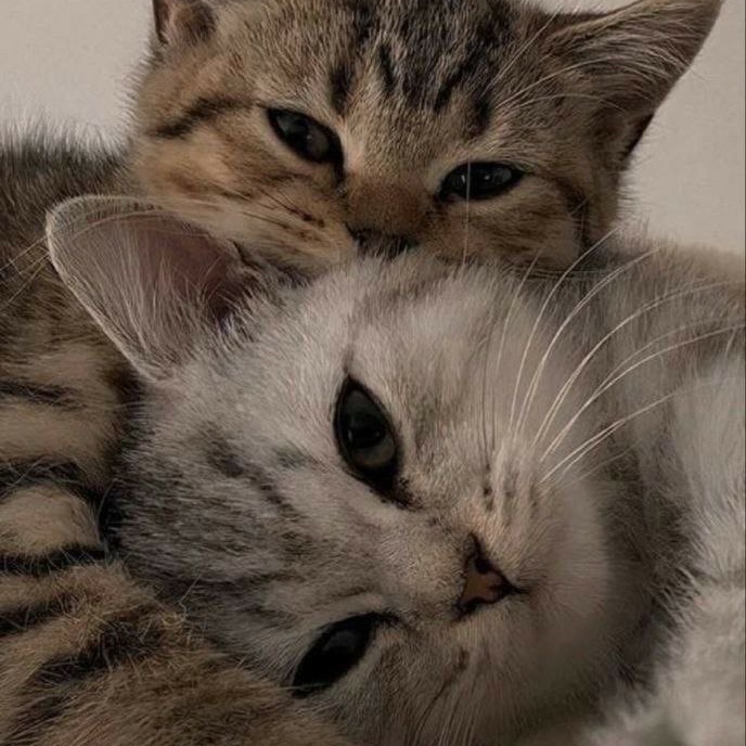 sha_xa