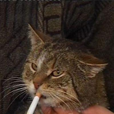 Botman777 avatar