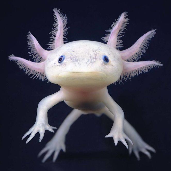 axolotl_71 avatar