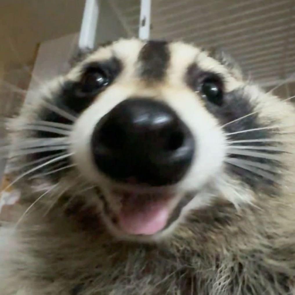 Iskandeerr avatar
