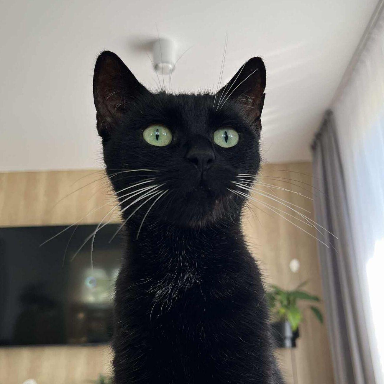 zigaldinh0 avatar