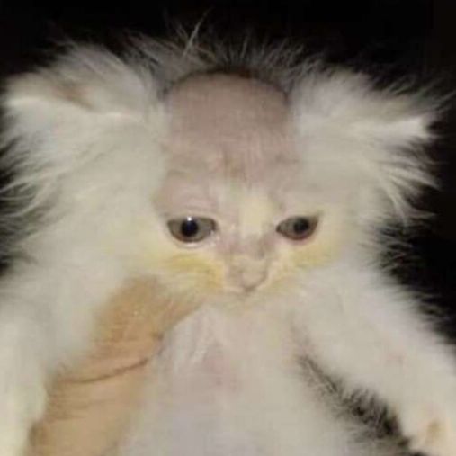 SixteNz