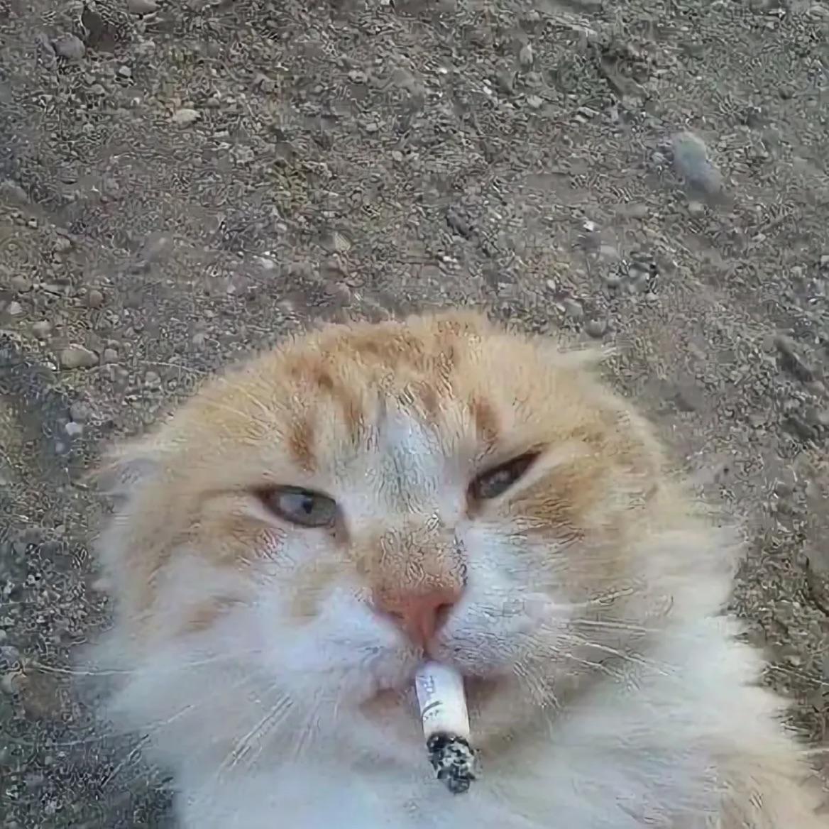 mefdarku avatar