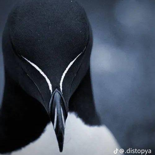 PingBlessed avatar