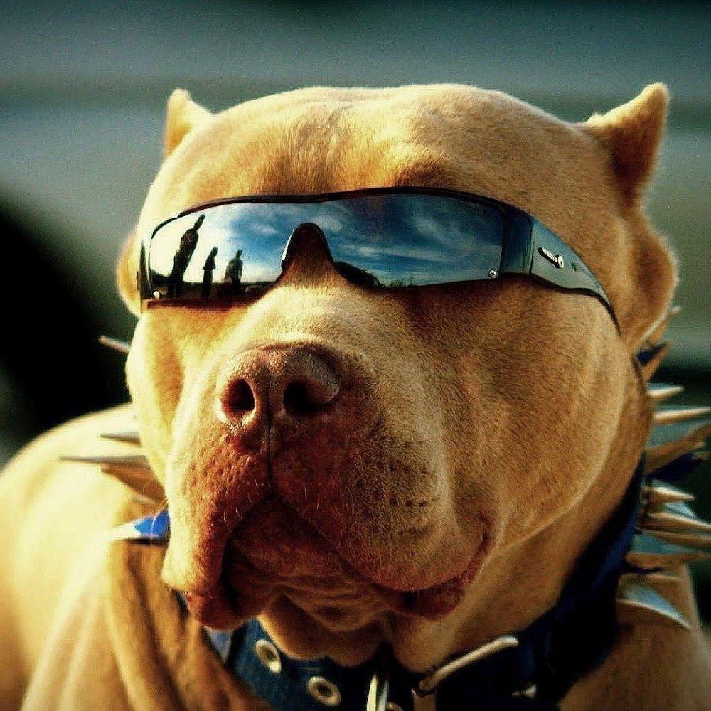 WHOISYOURDOG avatar