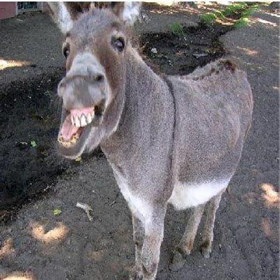 DonkeyDork avatar